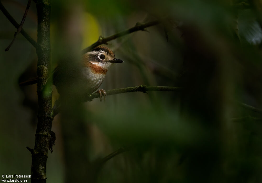 Rufous-throated Fulvetta