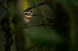 Rufous-throated Fulvetta