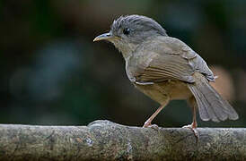 Brown-cheeked Fulvetta