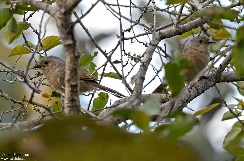 Brown-cheeked Fulvetta