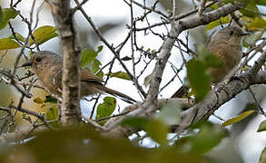 Brown-cheeked Fulvetta