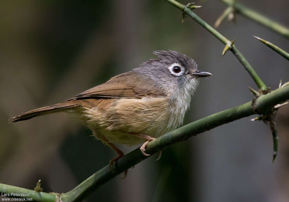 Grey-cheeked Fulvettaadult, identification