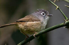 Grey-cheeked Fulvetta