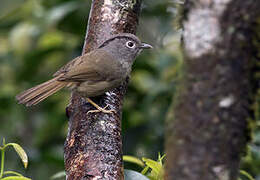 Mountain Fulvetta