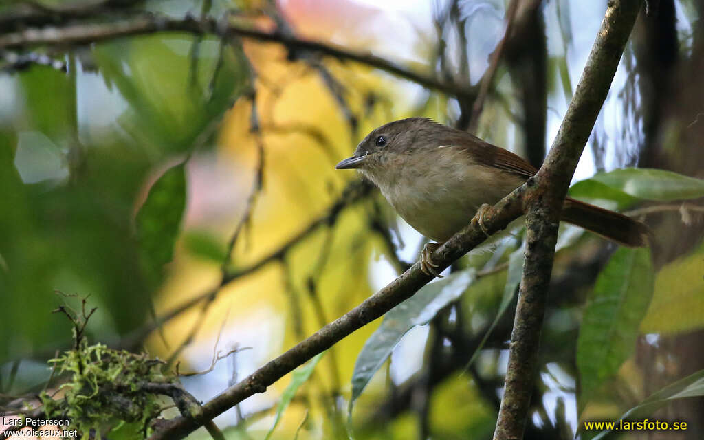 Javan Fulvetta