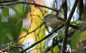 Javan Fulvetta