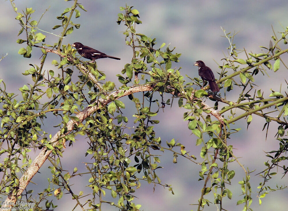 White-billed Buffalo Weaver