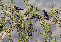 White-billed Buffalo Weaver