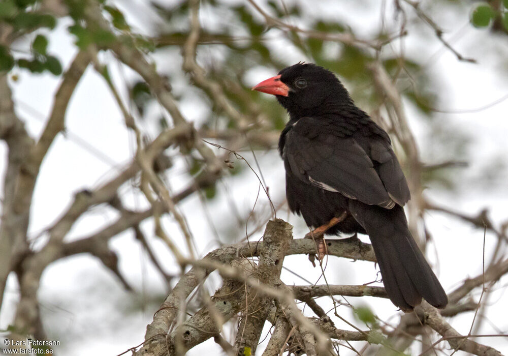 Red-billed Buffalo Weaver