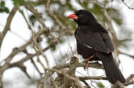 Red-billed Buffalo Weaver