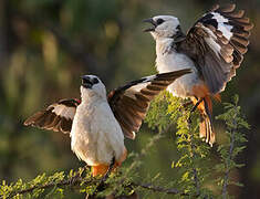 White-headed Buffalo Weaver