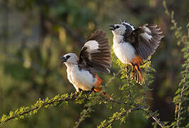 White-headed Buffalo Weaver