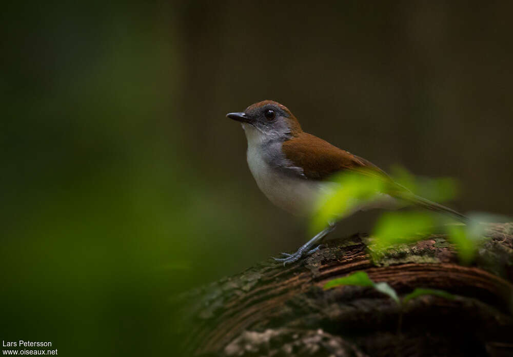 Fire-crested Aletheadult, identification