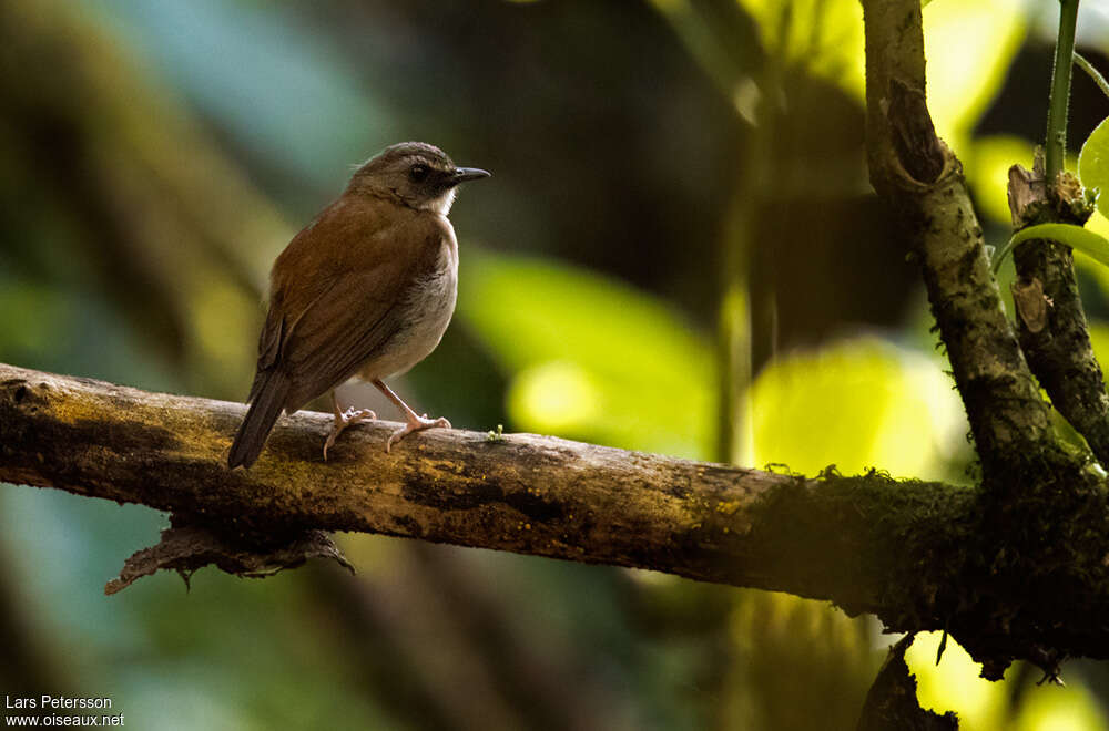 Brown-chested Alethe, habitat, Behaviour