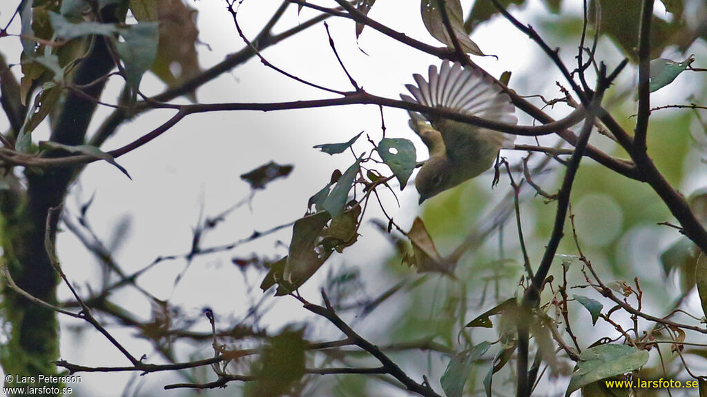 Trilling Shrike-babbler