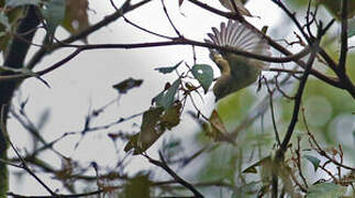 Trilling Shrike-babbler