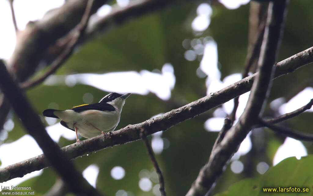 Pied Shrike-babbler male adult, identification