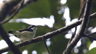 Pied Shrike-babbler