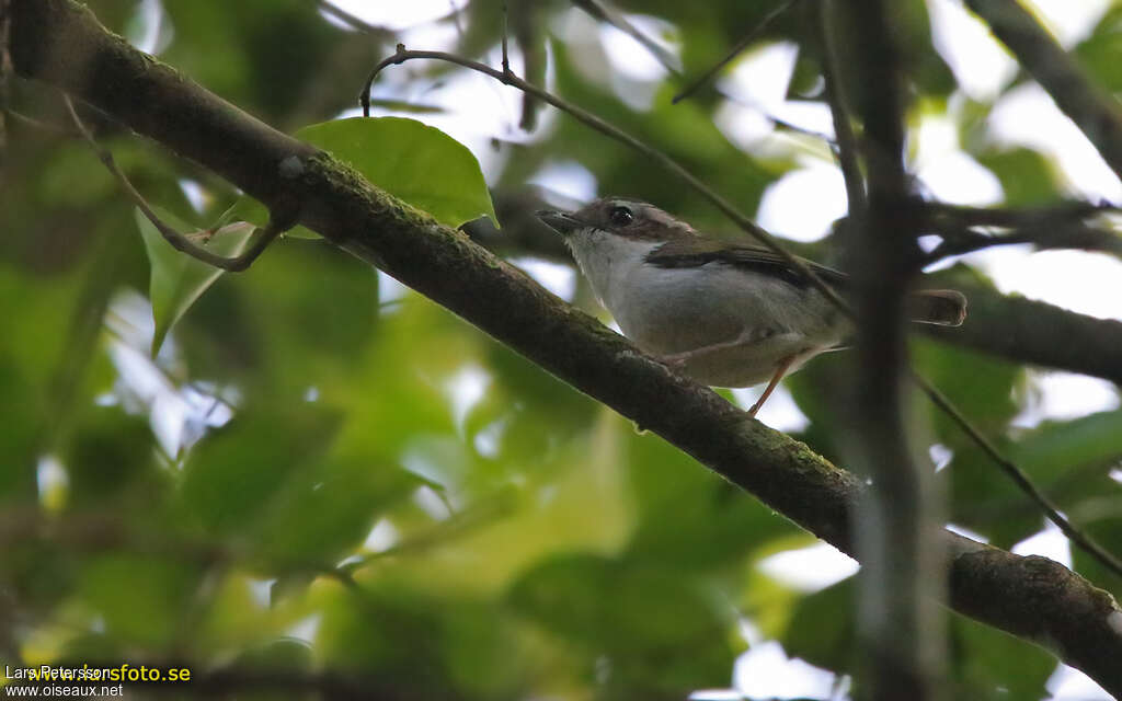 Pied Shrike-babbler female adult, identification