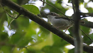 Pied Shrike-babbler