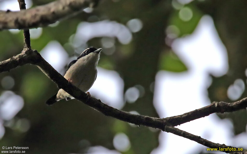 Pied Shrike-babbler