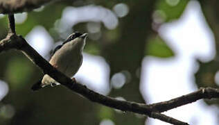 Pied Shrike-babbler