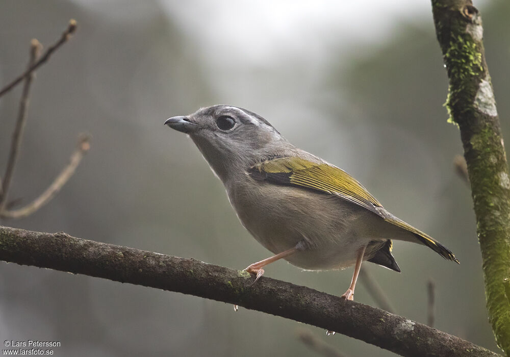 White-browed Shrike-babbler