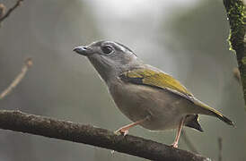 Blyth's Shrike-babbler