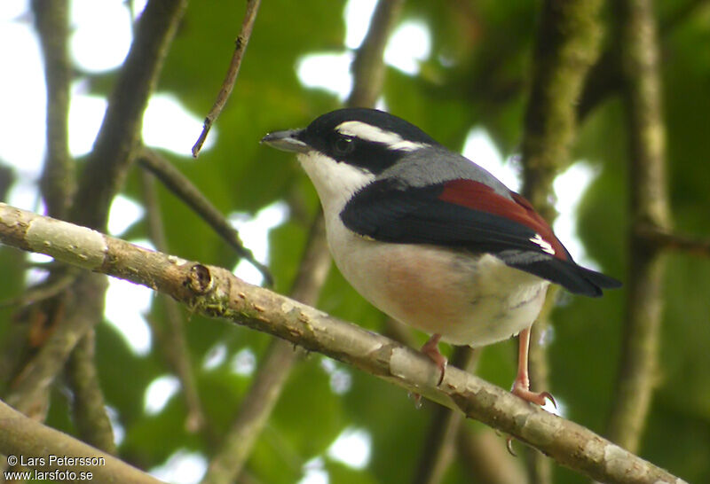 Blyth's Shrike-babbler