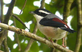 White-browed Shrike-babbler