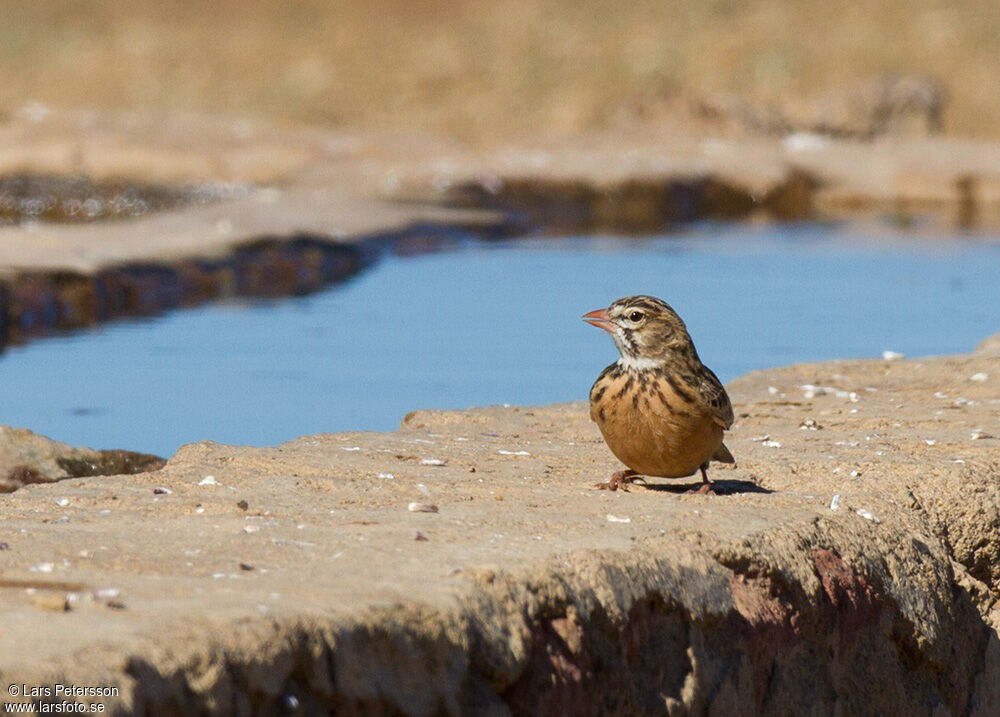 Pink-billed Lark