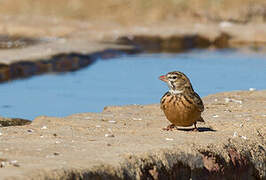 Pink-billed Lark