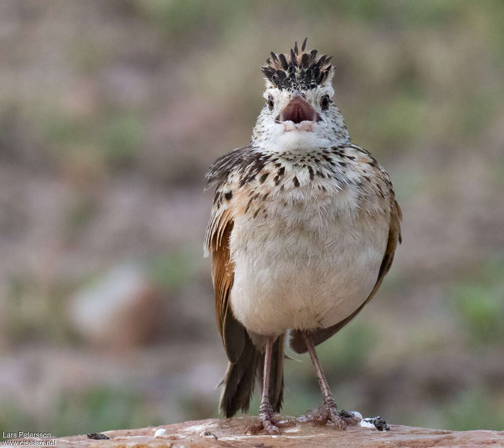 Rufous-naped Larkadult, close-up portrait