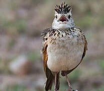 Rufous-naped Lark