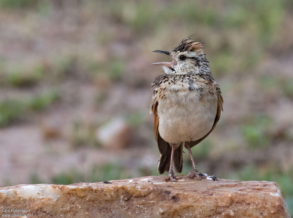 Rufous-naped Larkadult, pigmentation, song