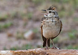 Rufous-naped Lark