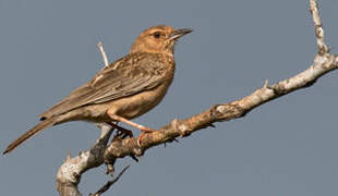 Pink-breasted Lark