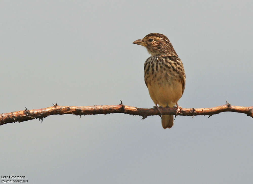 White-tailed Larkadult, identification