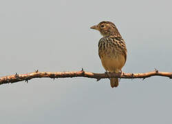 White-tailed Lark