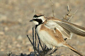 Temminck's Lark