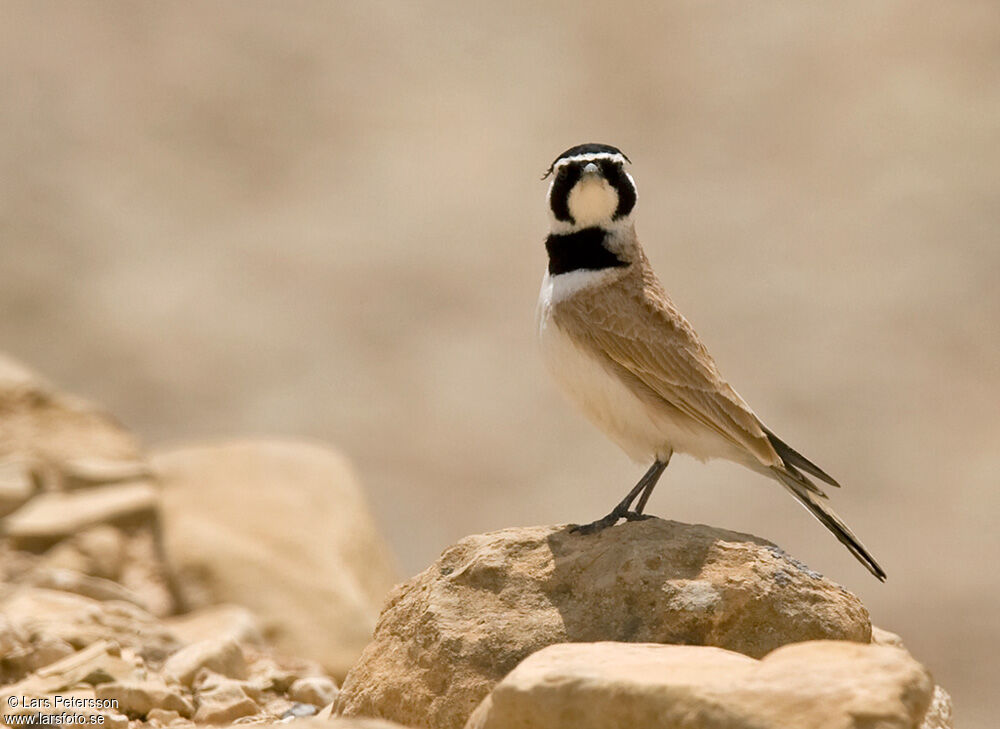 Temminck's Lark