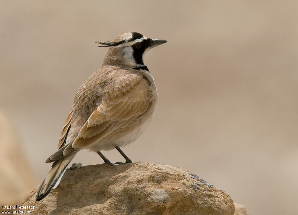 Temminck's Lark