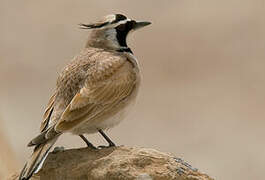 Temminck's Lark