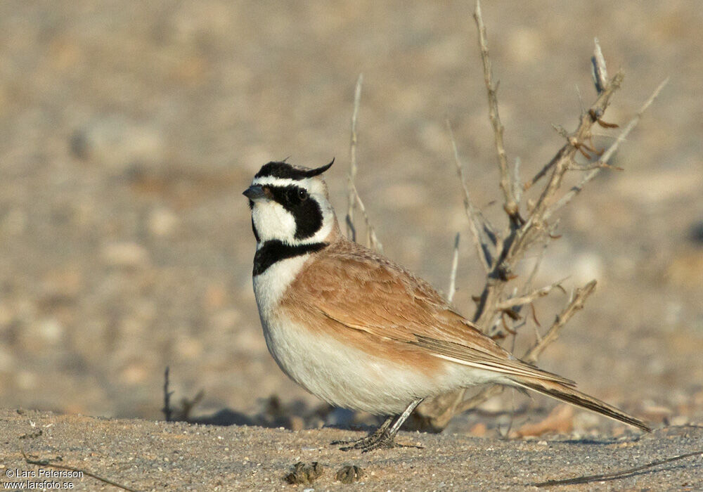 Temminck's Lark