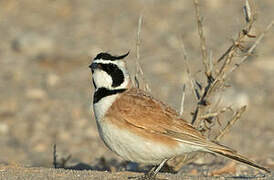 Temminck's Lark