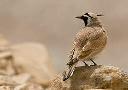 Temminck's Lark