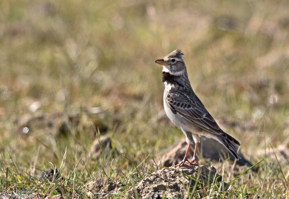 Calandra Lark