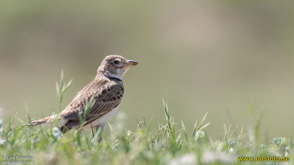 Calandra Lark