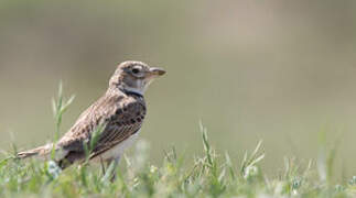 Calandra Lark