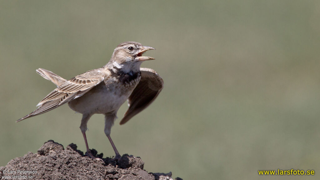 Calandra Lark